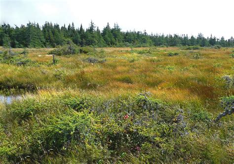 What is a bog? — Ducks Unlimited Canada