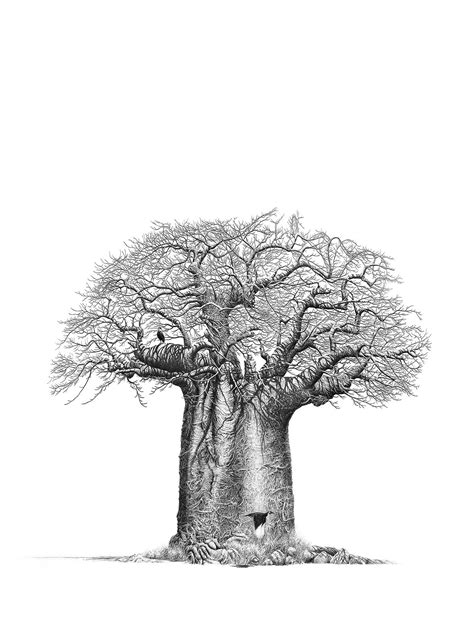 African Tree Drawing at PaintingValley.com | Explore collection of ...