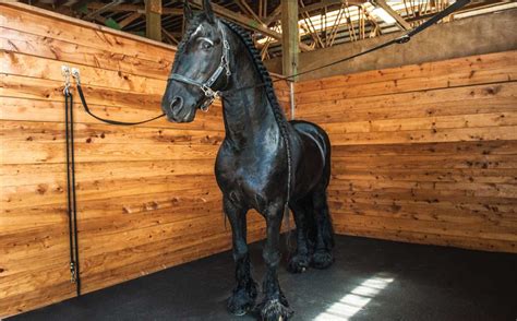 Horse Stall Mats Dubai - Best Flooring Collection 2023