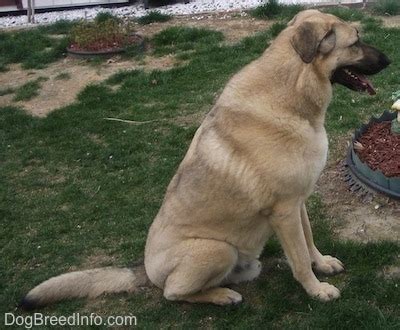 German Anatolian Shepherd Dog Breed Information and Pictures