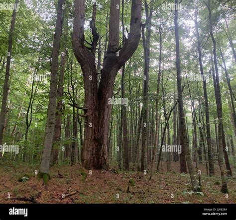 Crna poda forest reserve. Old Pinus nigra trees in the Tara river ...