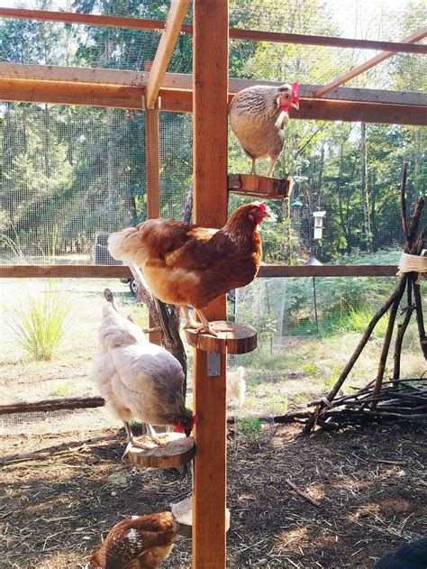 Chicken Run Playground – The Artful Roost