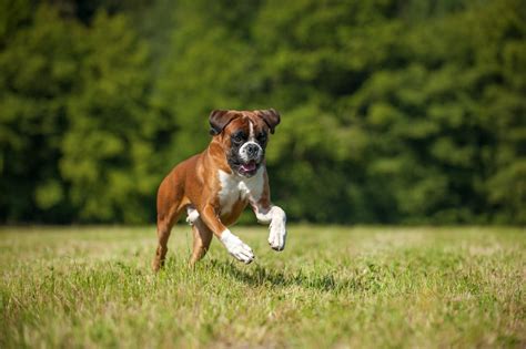 Are Boxers Easy to Train? | Boxer Breed Dog Forums