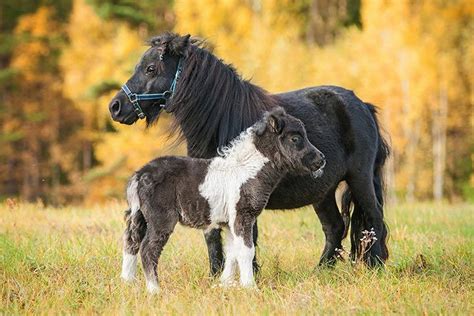 Shetland Pony » Horse Breed Profile » Facts, Colors, Pictures