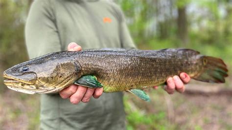 Fishing for Dinosaurs: Why the Ancient Bowfin Has a New Cult of ...