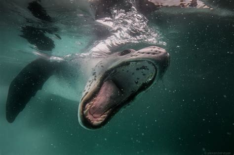 diving-25 – Fubiz Media