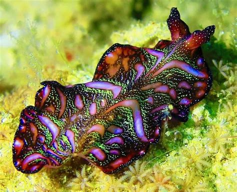 Curious fact: There is over 4500 different marine flatworm species ...