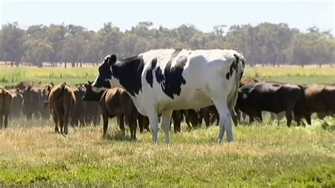 What Makes Knickers the Steer (Not Cow) So Big? Cattle’s Mysterious ...