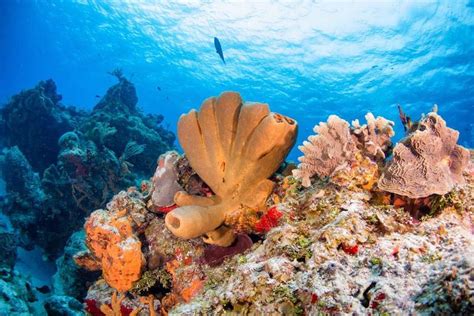 Scuba Diving in Cozumel, Mexico