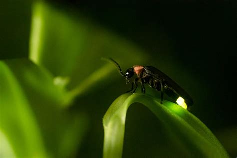 Do Fireflies Kill Pests: Learn About Lightning Bugs As Pest Management