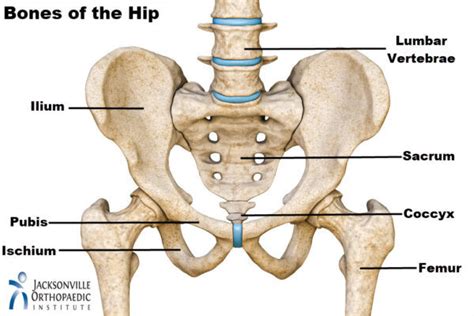 Bones in the Hip - JOI Jacksonville Orthopaedic Institute