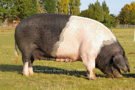 30 Hog Breeds and Species ideas | breeds, pig, domestic pig