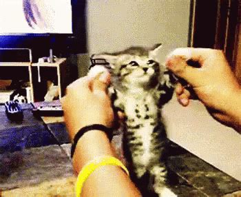 Happy Cat GIF - Happy Cat Animal - Discover & Share GIFs