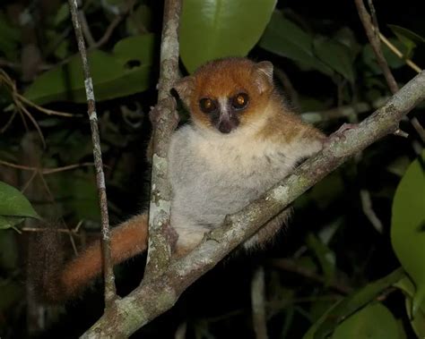 Microcebus lehilahytsara - Fakta, føde, habitat og billeder på Animalia.bio