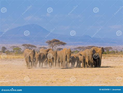 Elephants in Amboseli, Kenya Stock Photo - Image of herd, elephants ...