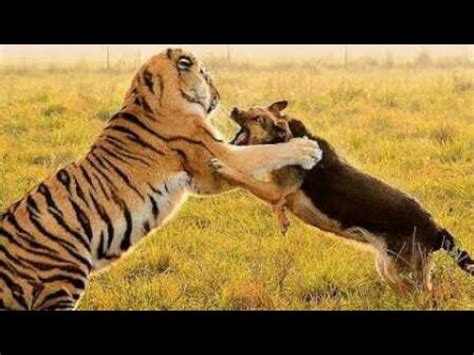 Tiger vs Dog real fight video - YouTube