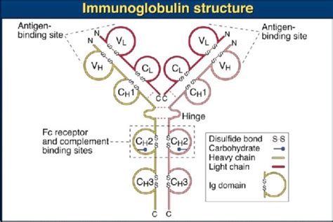 Unit 2 - Lecture 2 - Antigen Recognition Diagram | Quizlet