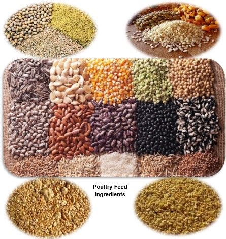 Analytical Facillities | Poultry Research Institute