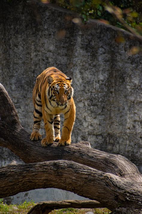 Harimau Malaya Our National Icon