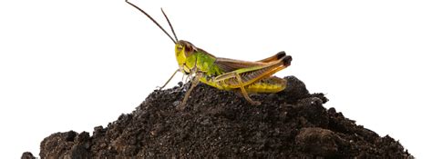 Cricket Pest Control Sydney - Prices from $132