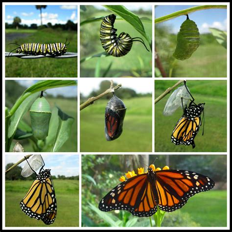 Butterfly Gardening | Butterfly Lady