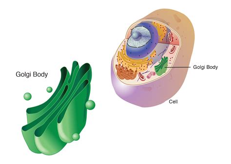 Golgi Body