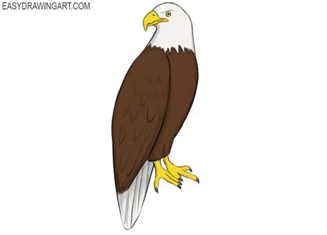 How to Draw an Eagle - Easy Drawing Art