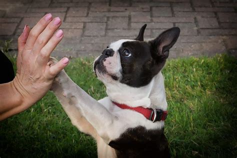 The 133 Most Popular Boston Terrier Names