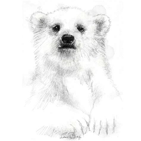 Wild animal gallery | SeanBriggs | Polar bear drawing, Polar bear ...