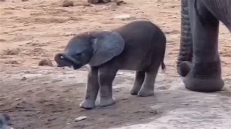 Viral Video Of Baby Elephant Discovering Its Trunk Is The Cutest Thing ...