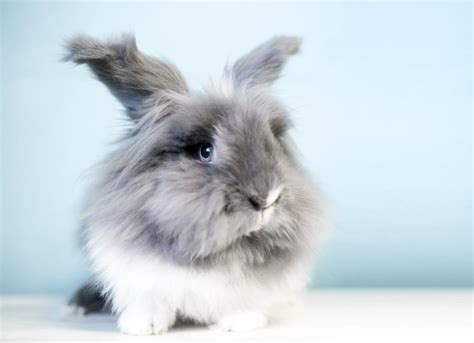 Lionhead Rabbit | PetMD