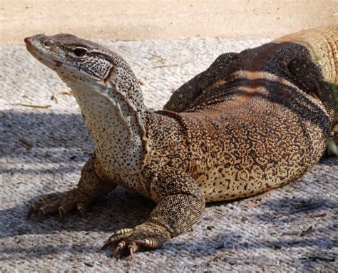 Sand Goanna Spotting - Land for Wildlife / Garden for Wildlife Central ...