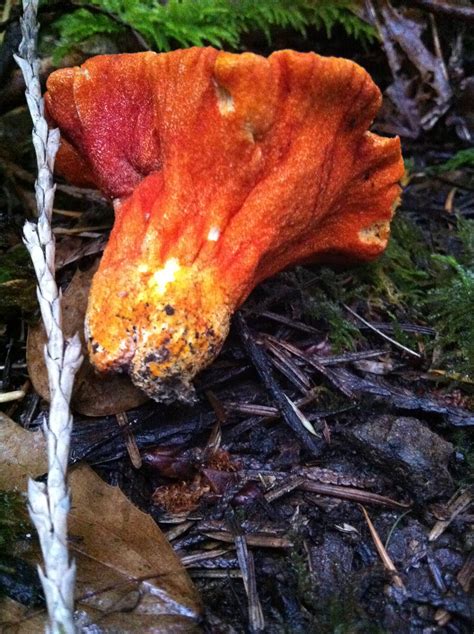 Lobster Mushroom - Mushroom Hunting and Identification - Shroomery ...