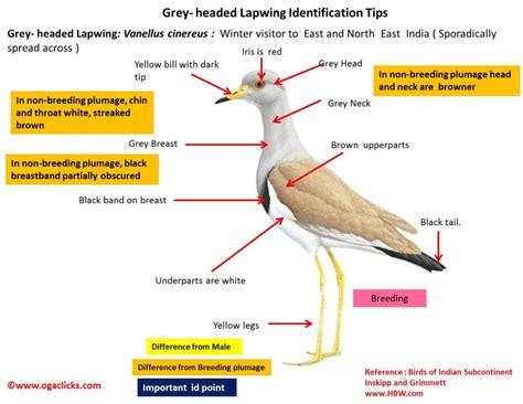 Grey-headed-lapwing-detail