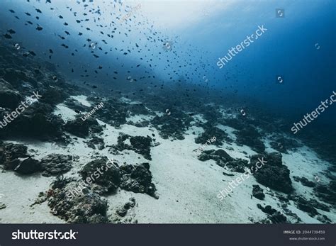 Sea Bed Coral Reefs Mabini Batangas Stock Photo 2044739459 | Shutterstock