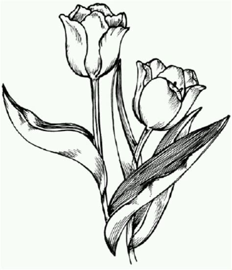 Pin by Keara Battenfield on Drawing | Tulip drawing, Flower drawing ...