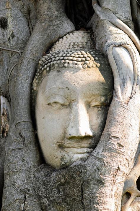 Buddha Head in Tree Roots at Wat Mahathat Temple Stock Image - Image of ...