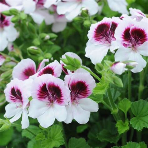 Pelargonium 'Floang01' syn. Pelargonium 'Mosquitaway Lizzy ...