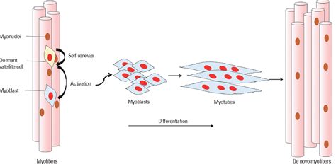 Figure 1 from Recent Advances in Skeletal Muscle Stem Cells for ...