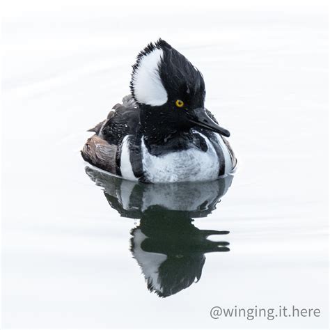 Male Hooded Merganser duck : vancouver