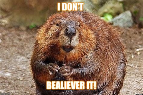 Beaver believe - Imgflip