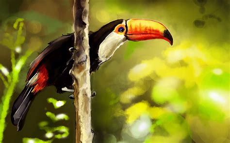 Download Animal Toco Toucan HD Wallpaper