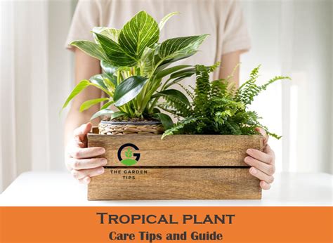 How To Care For Tropical Plants (Best Tips Revealed)