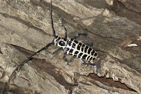 Some type of Black and White Long horned beetle - Plectrodera scalator ...