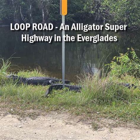 Lively Everglades Loop Road – The Alligator Super Highway - Miami Free ...