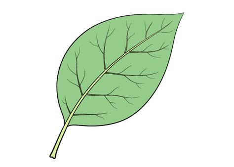 Leaf Drawing