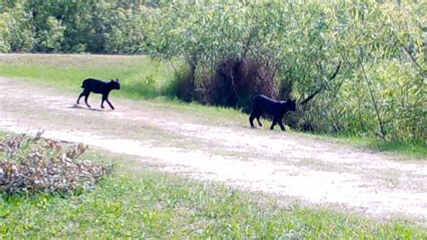 Two Black Bobcat Cubs and Mom–Happily Strolling Around Western Martin ...