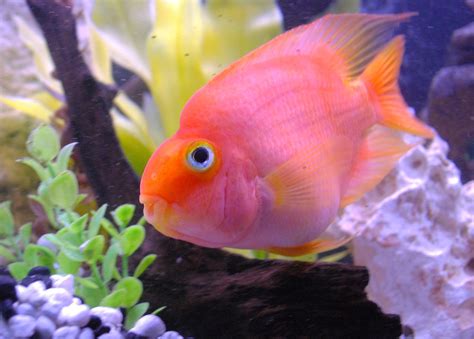 parrot fish | One of our silly Blood Parrot Cichlids. | Nina | Flickr