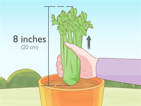 3 Ways to Grow Celery Indoors - wikiHow