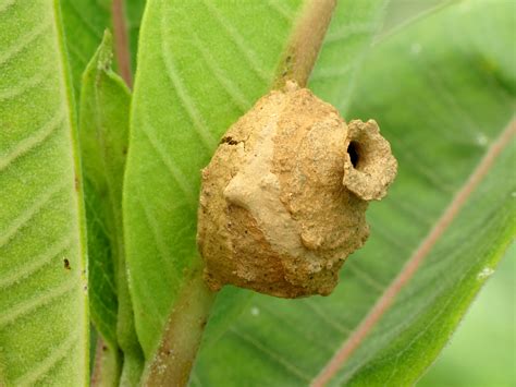 Potter Wasp Nest | Eumenes sp. Rock Creek Park, Washington, … | Katja ...